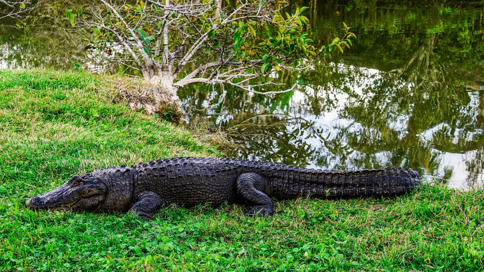 American alligator at the water's edge in Florida — the real thing, removed safely by GatorBack